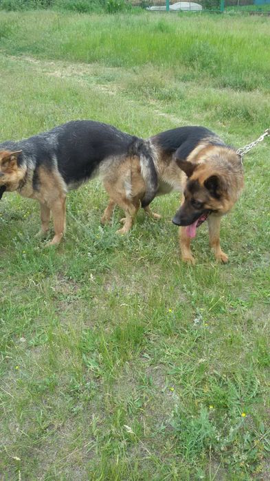 Вязка немецкой овчарки