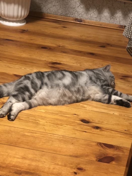 Вязка шотландський  мраморний котик