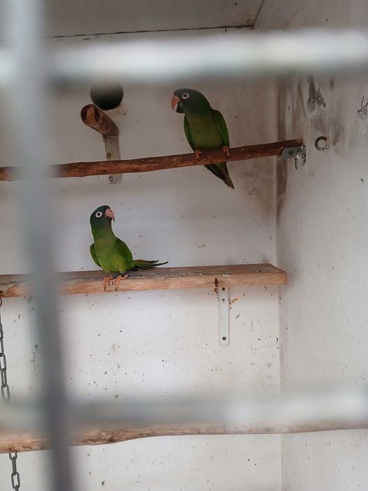 conures de cabeça azul , casal