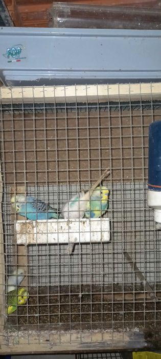 Periquitos para venda