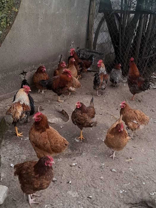 Mam do sprzedania młode koguty