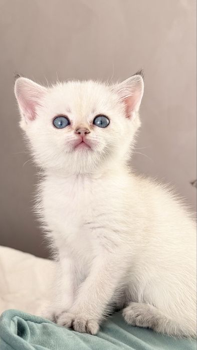 Осінні антидеприсанти