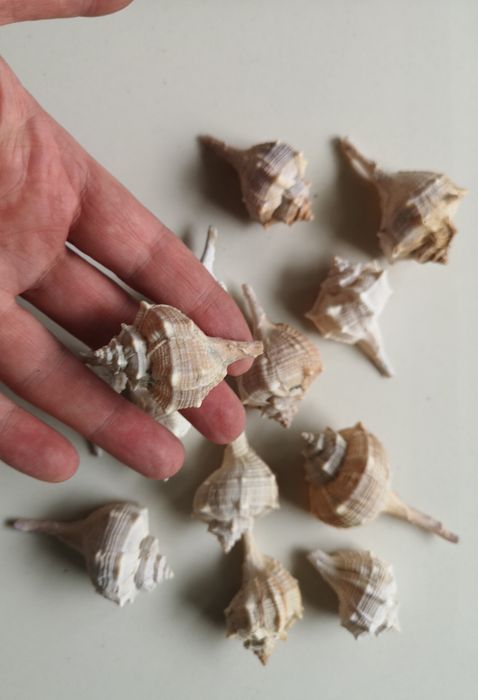 zestaw muszli morskich