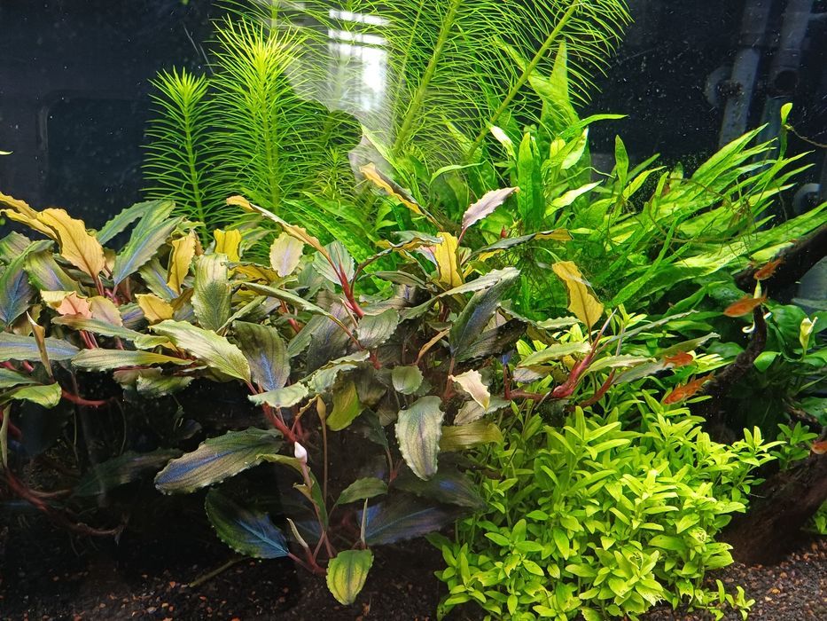 Bucephalandra red gaia