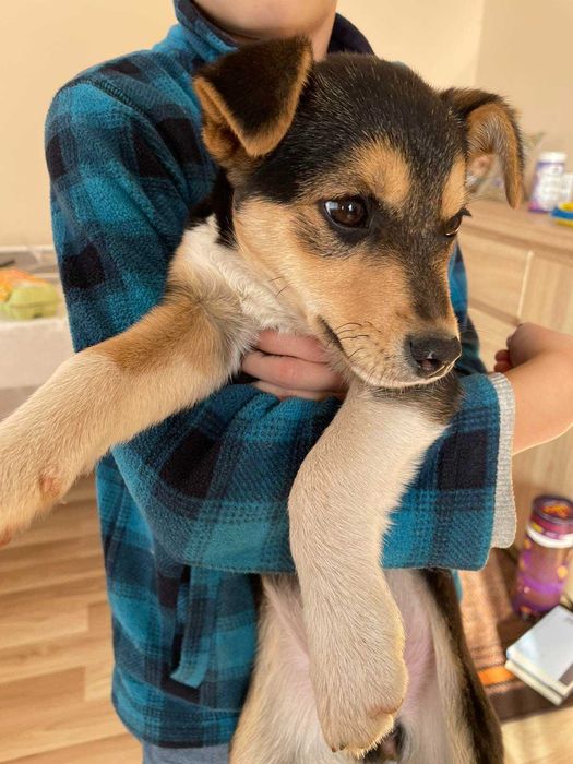 Віддамо цуценя в хороші руки