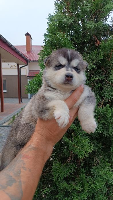 Цуценята хаскі..