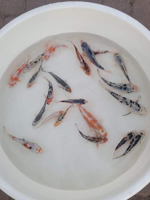 Karp narybek 13cm  I inne