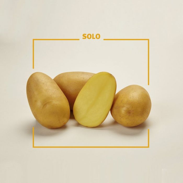 Ziemniaki Jadalne SOLO  SISI