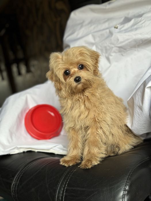 Мини микро девочка мальтипу карамель до 2 кг ред браун