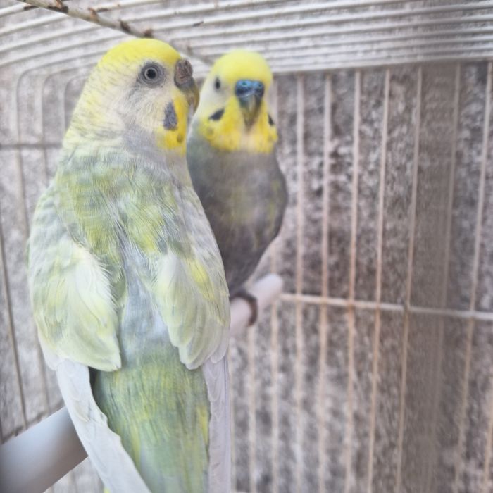 Piriquitos Arco-iris