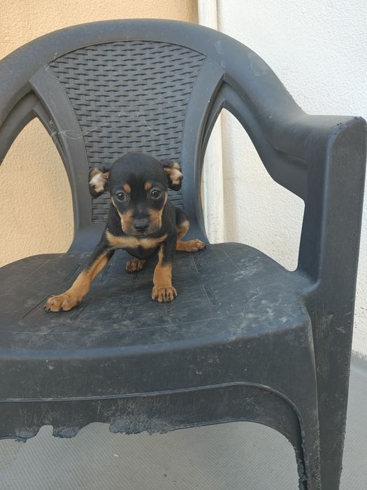Pinscher   macho puro