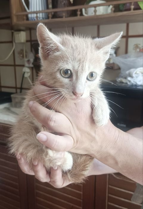 Gatinho bebé para adoção responsável