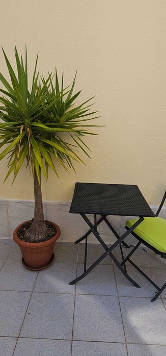 VENDIDA - Yucca (Yucca elephantipes) – planta grande e robusta ±1,70m