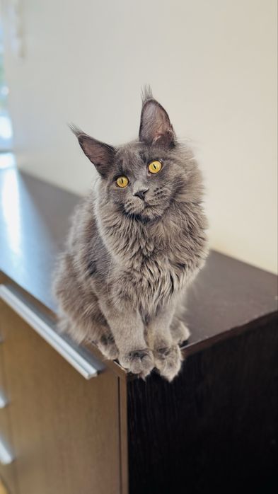 Cudowna Kotka Maine coon  niebieska opcja hodowlana rodowód FPL