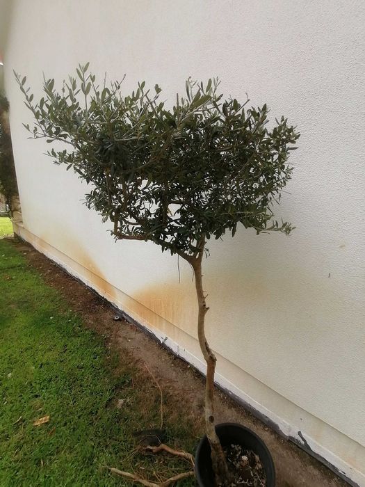 Zambujeiro planta juvenil
