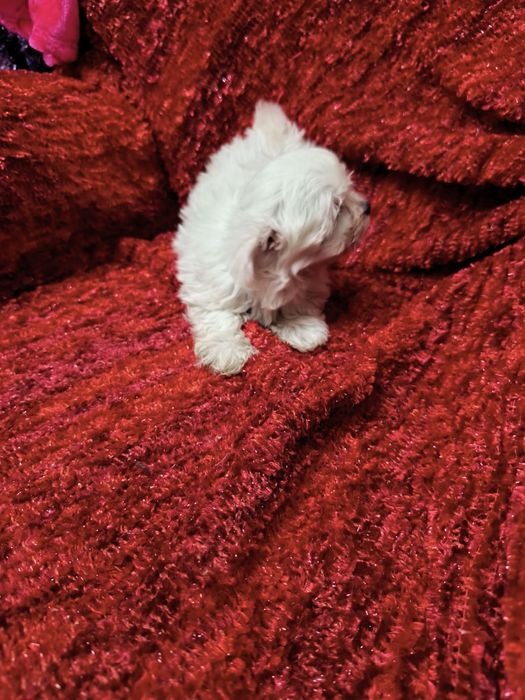 Bichon Maltês mini