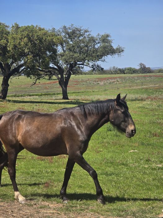 Vendo éguas afilhadas e não afilhadas na  zona de Ourique