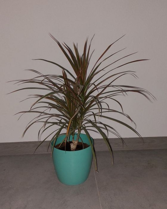 Dracena obrzeżona 38zł