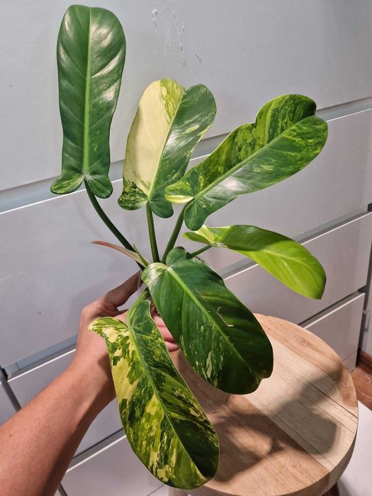 Philodendron squamiferum x green kongo