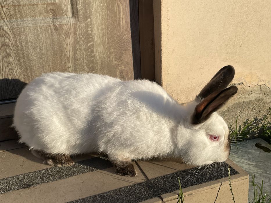 Samiec kalifornijski