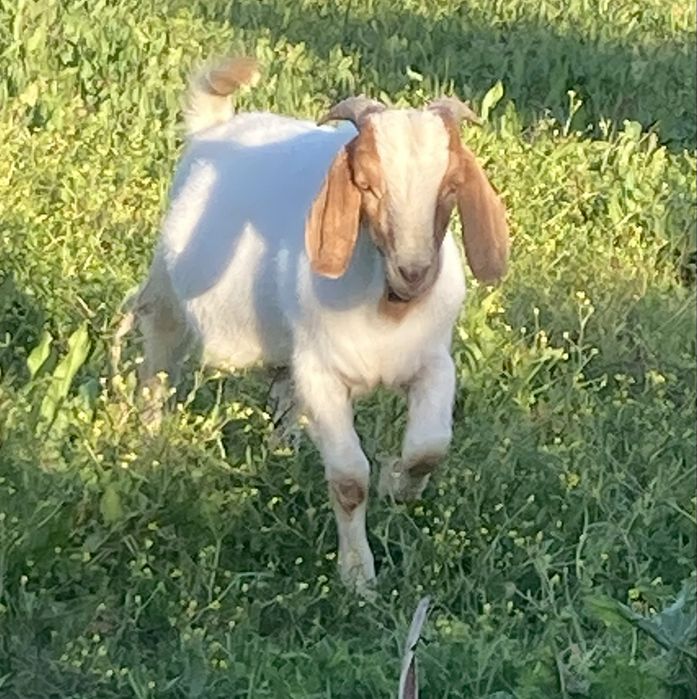 Chibo Boer puro com 13 meses