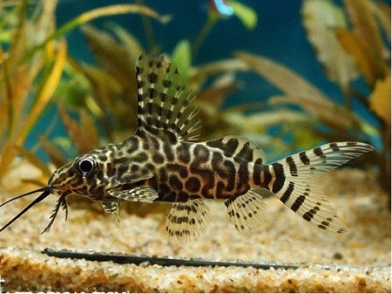 Синодонтис Рибка акваріумна