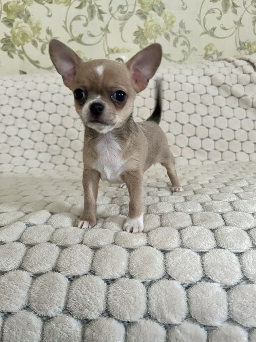 Мальчик лилового окраса