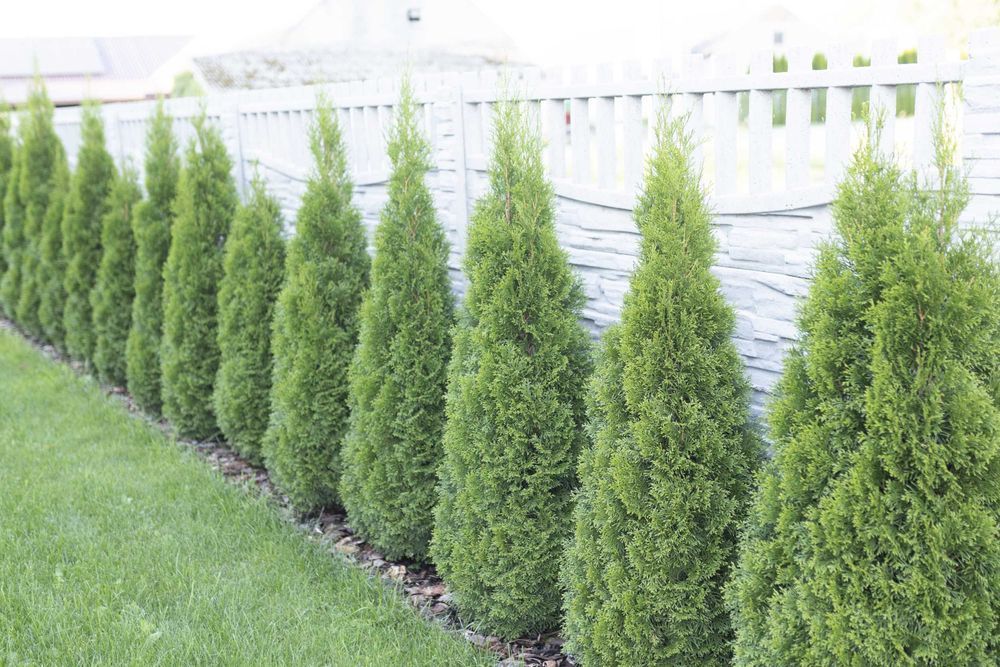 Tuja Tuje Thuja Szmaragd 30-40 cm. PRODUCENT, DOSTAWA GRATIS