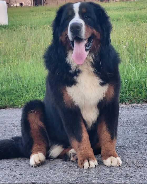 Berneński pies pasterski suczka