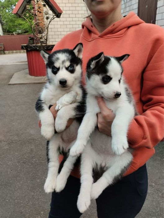 Продам цуценят Сибірської Хаскі