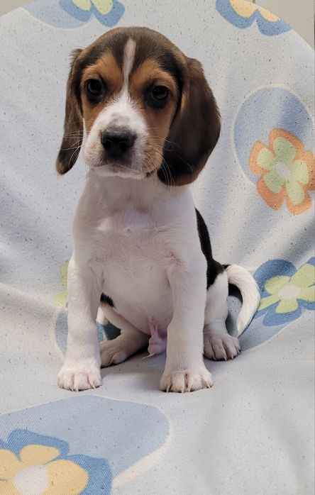 Macho beagle bebé