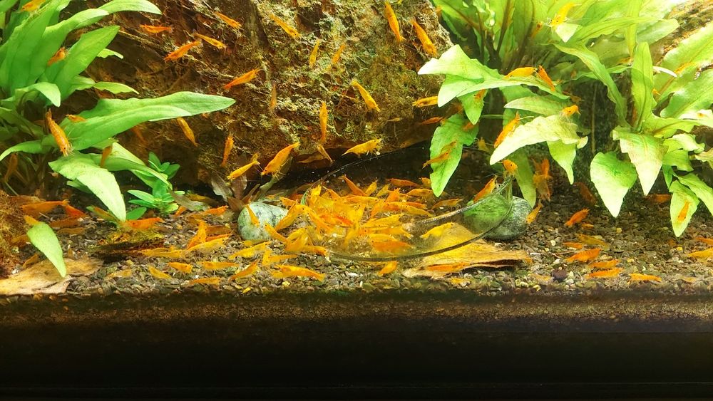 Krewetki Neocaridina Orange 10szt - dowóz Śrem / okolice