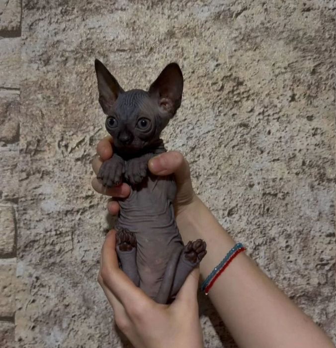 Канадський сфінкс