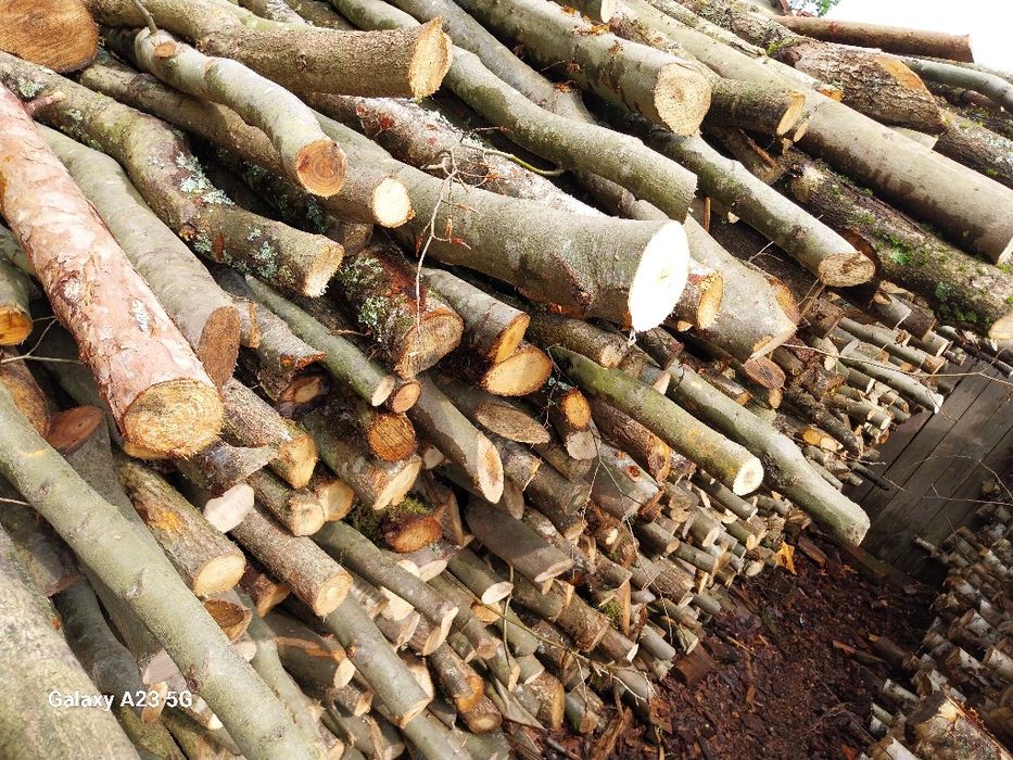 Gałęzówka dąb buk sprzedam