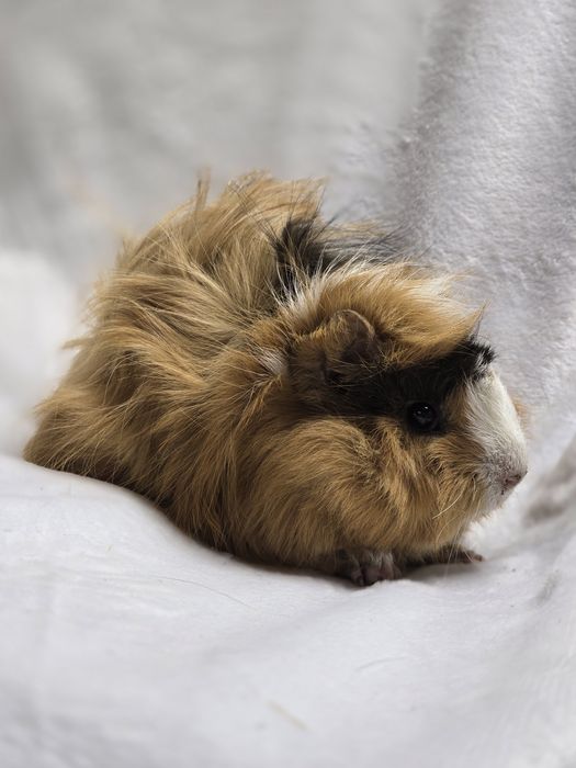 Морские свинки разных пород