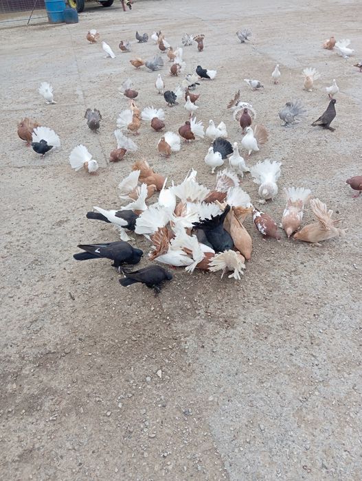 Pawiki pawiki indyjskie garłacze.