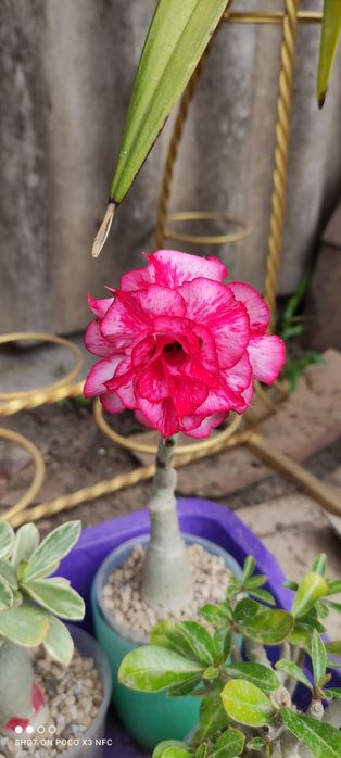 Продам сортовые адениумы