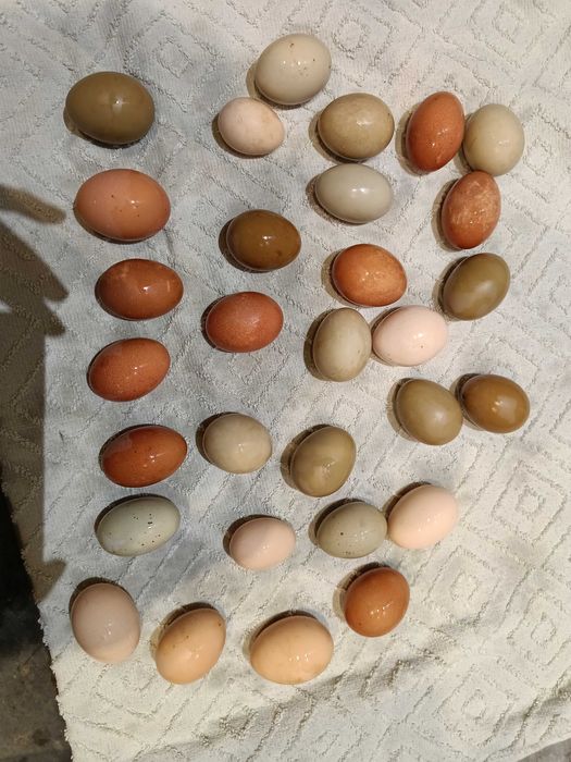 Kurczaki nioski gołoszyjki