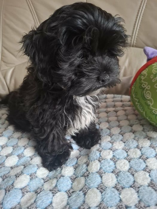 SHIHPOO Pudel Shih Tzu przepiękna suczka  !