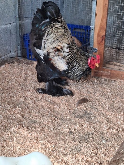 Brahma disponiveis