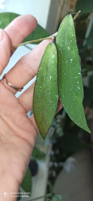Hoya undulata silver