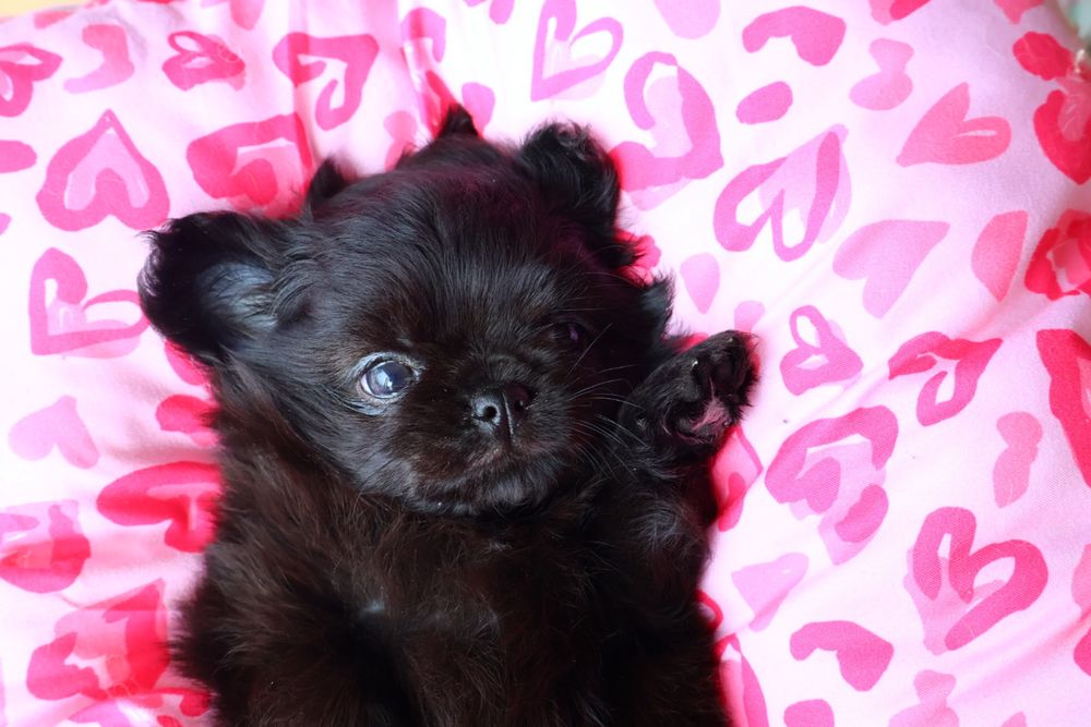 Chihuahua macho pêlo longo , pronto para entrega