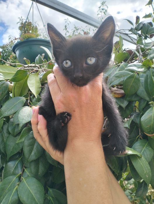 Iirmãs Onix !!Gatinhas para adoção