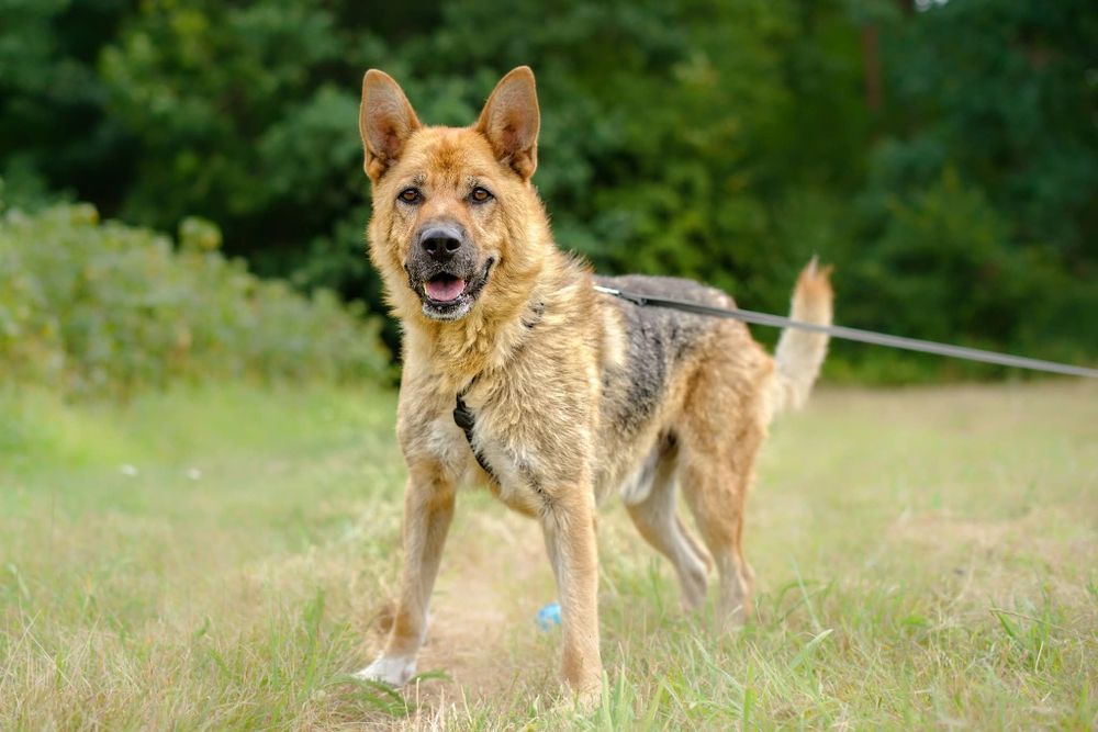 Imbir, kochany mądry pies do adopcji