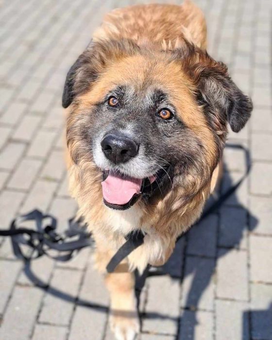 Lumi do adopcji!!