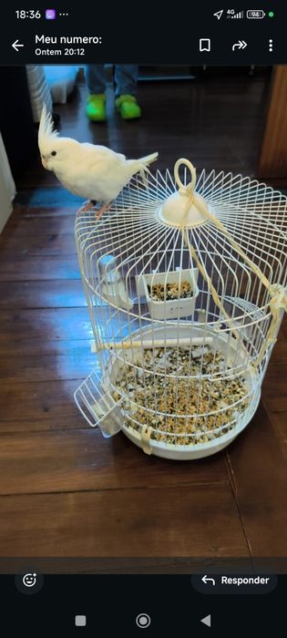 Vendo caturra com gaiola