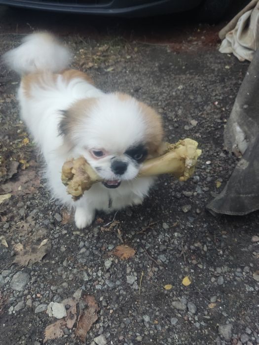 В'язка пекінеса !!