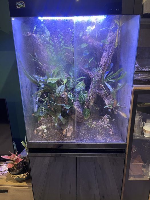 Terrarium tropikalne