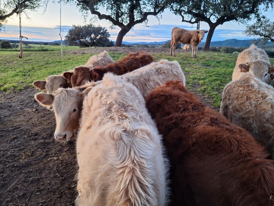 Vitelos cx de limousine e charoles.