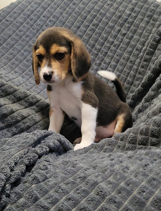 Cachorrinho beagle tricolor